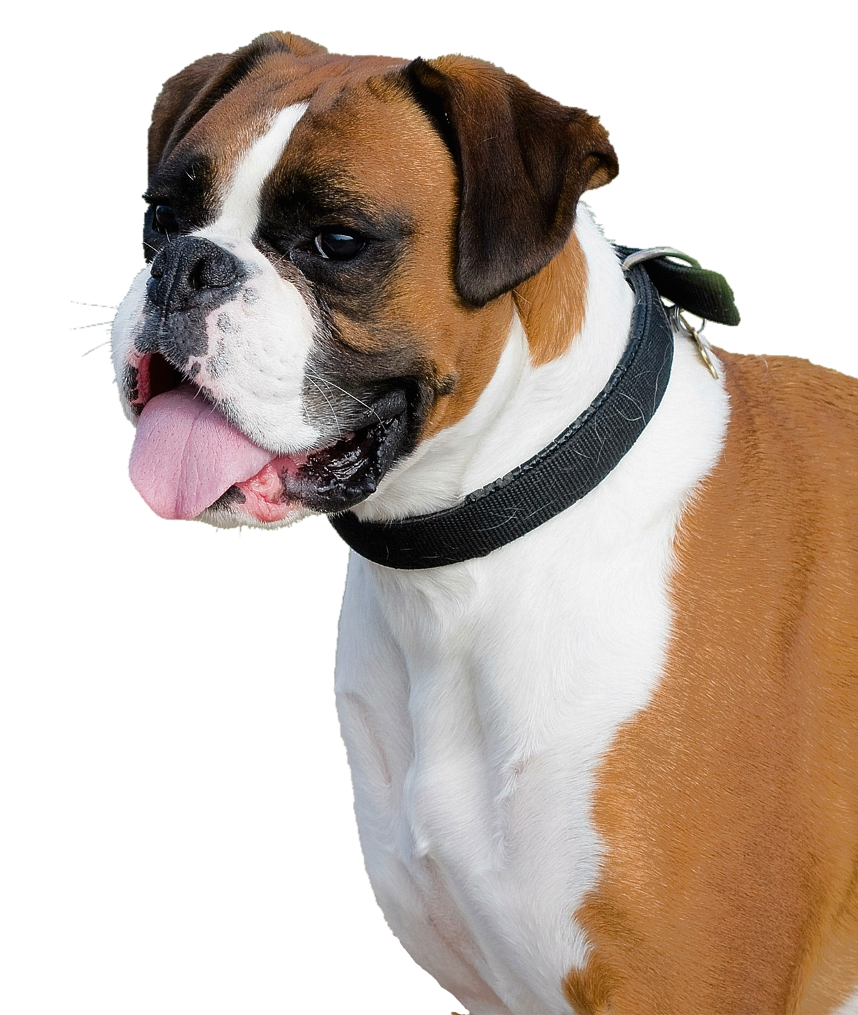 Boxer Dog Tongue Out PNG