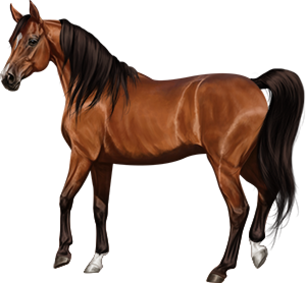 Коричневый арабский конь PNG Clipart