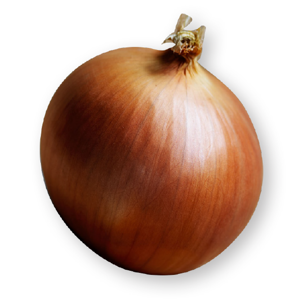 Brown Onion PNG File