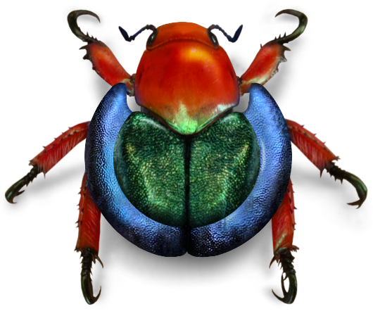 Bug kever PNG