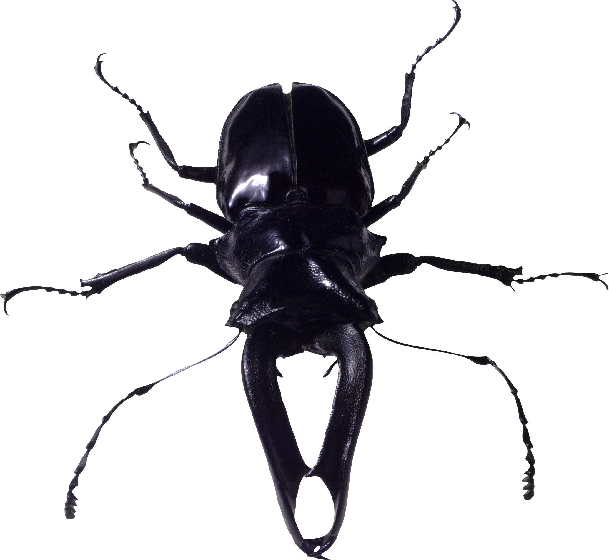 Bugs Transparant PNG