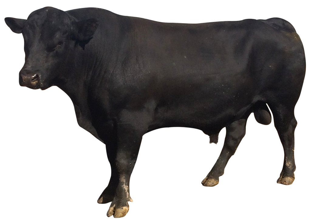 Bull Vector PNG Transparent Image