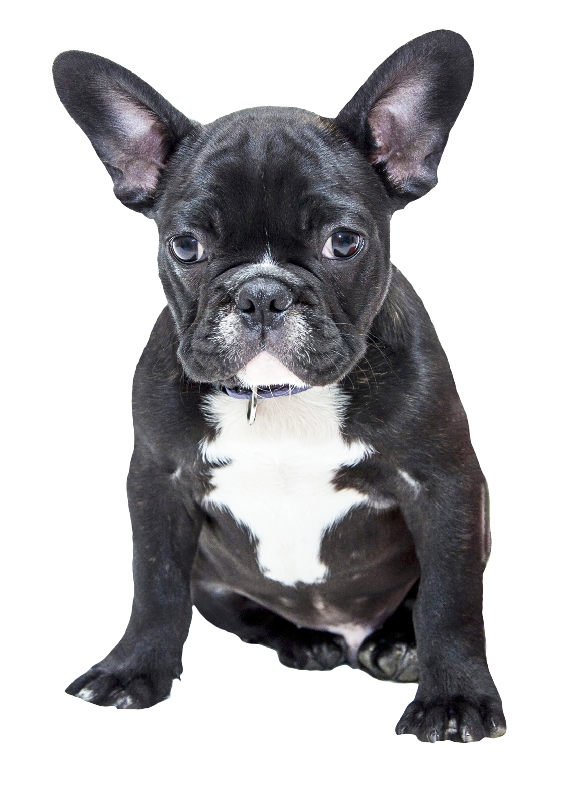 Bulldog PNG Transparent Image
