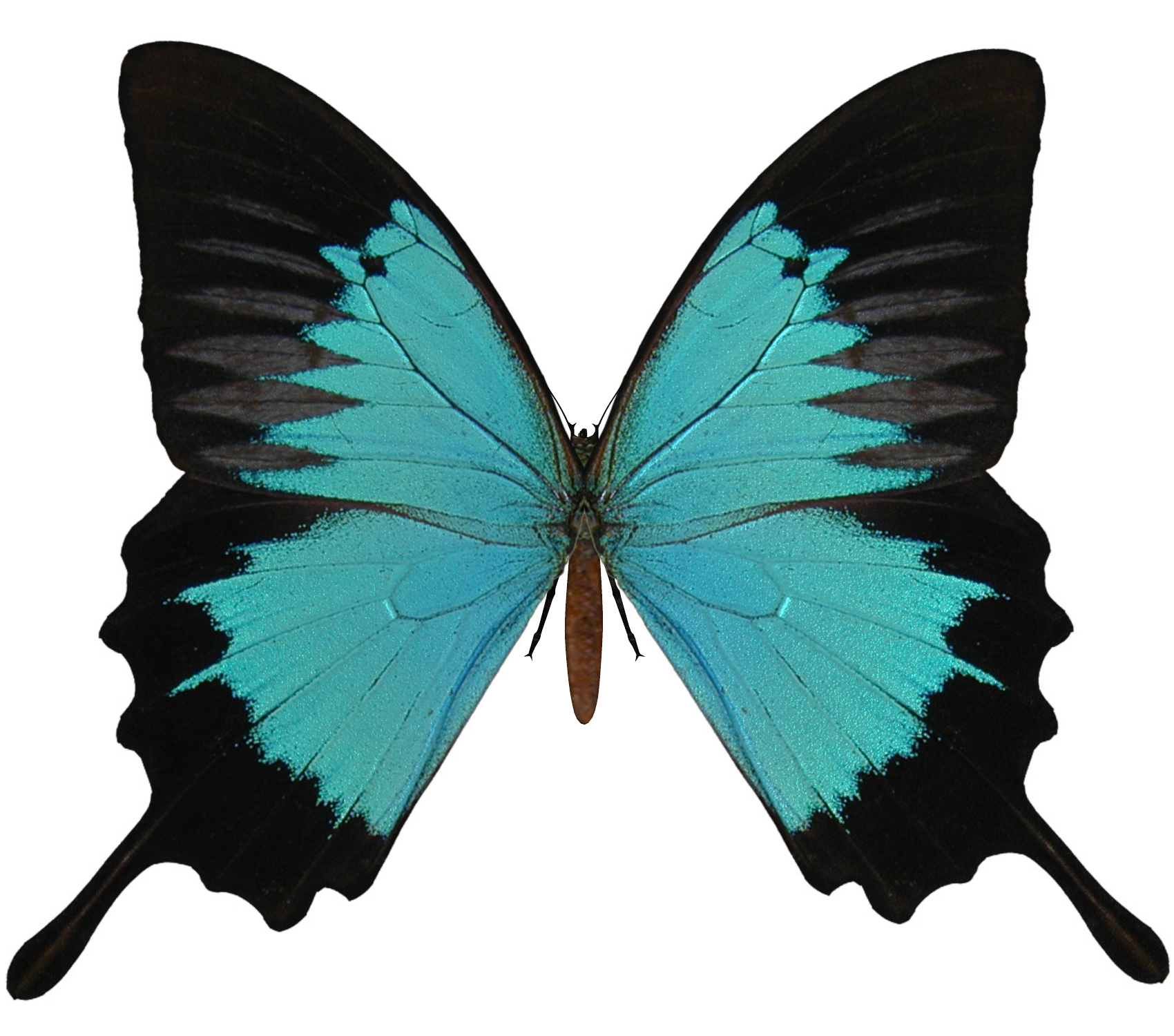 Butterfly PNG File