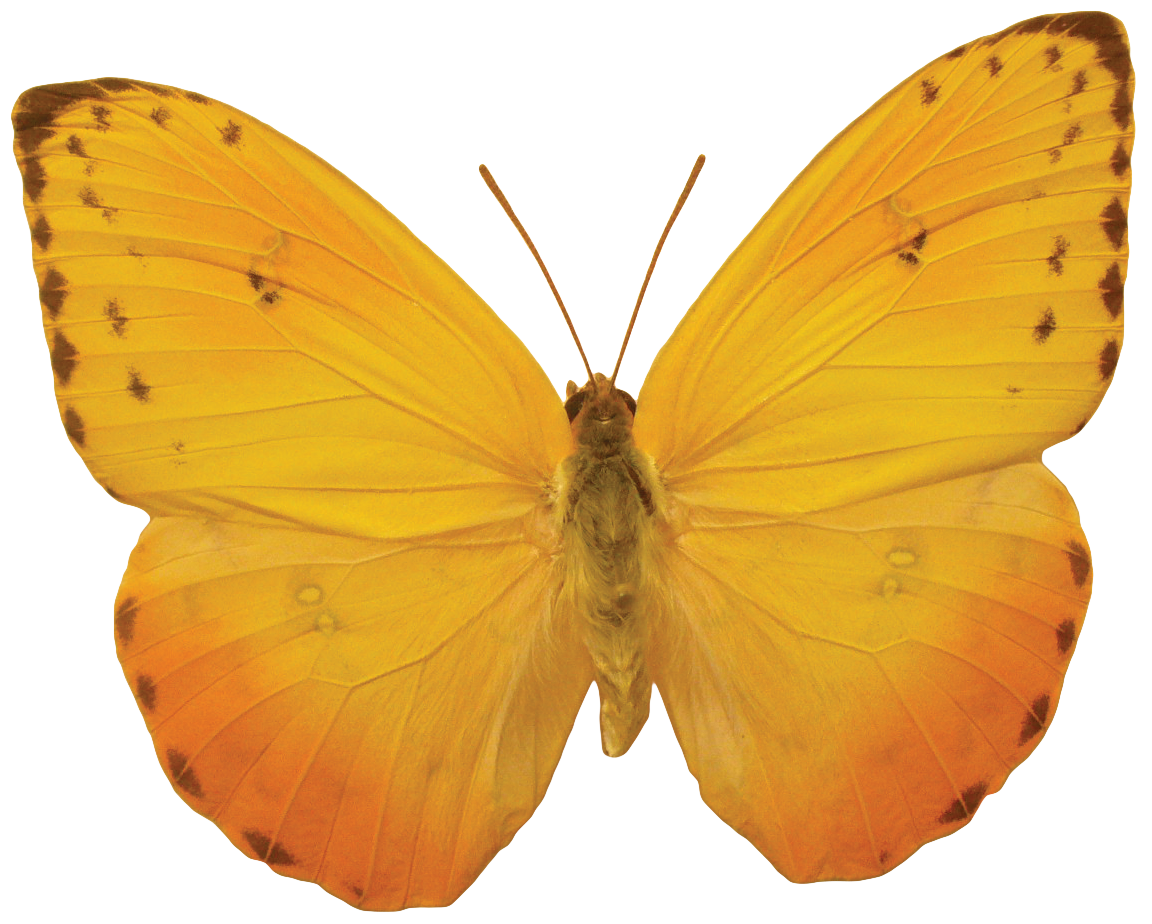 Kelebek PNG Görüntüsü