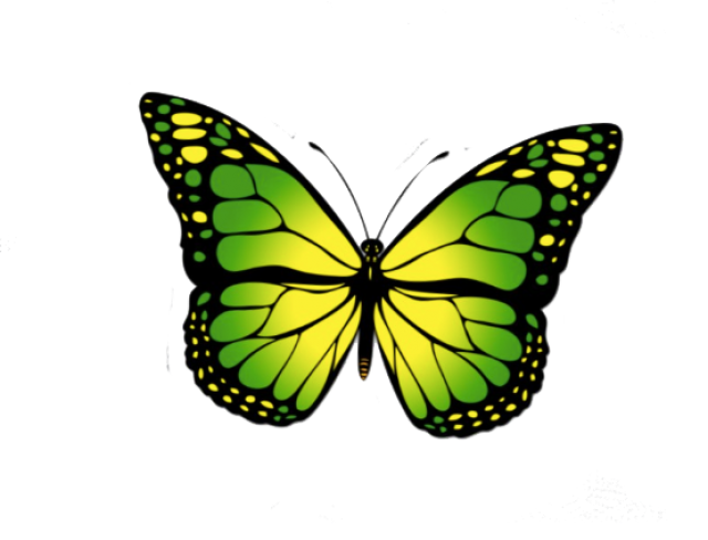 Butterfly PNG Photos