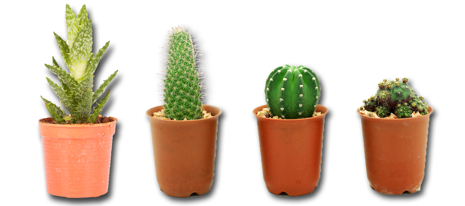 Cactus Plant Vector PNG Photos
