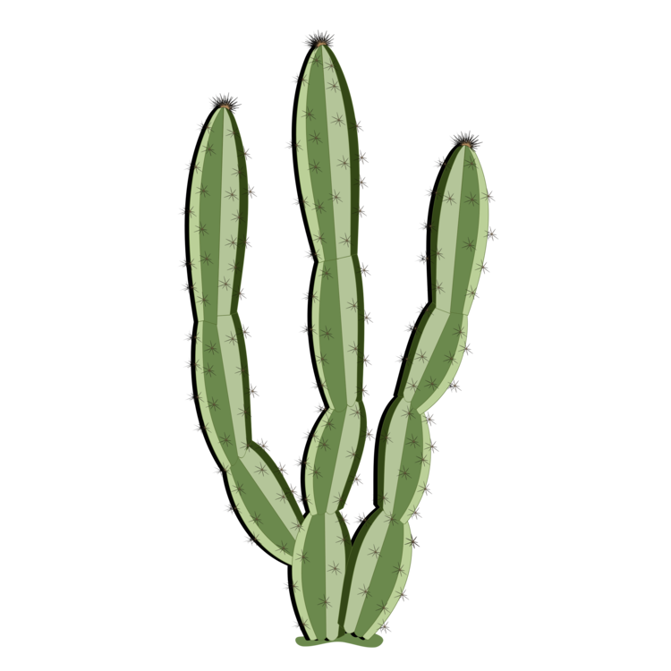 Cactus Plant Vector PNG Transparent Image