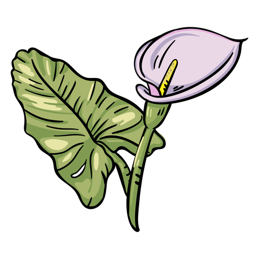 Calla Lily PNG-Datei