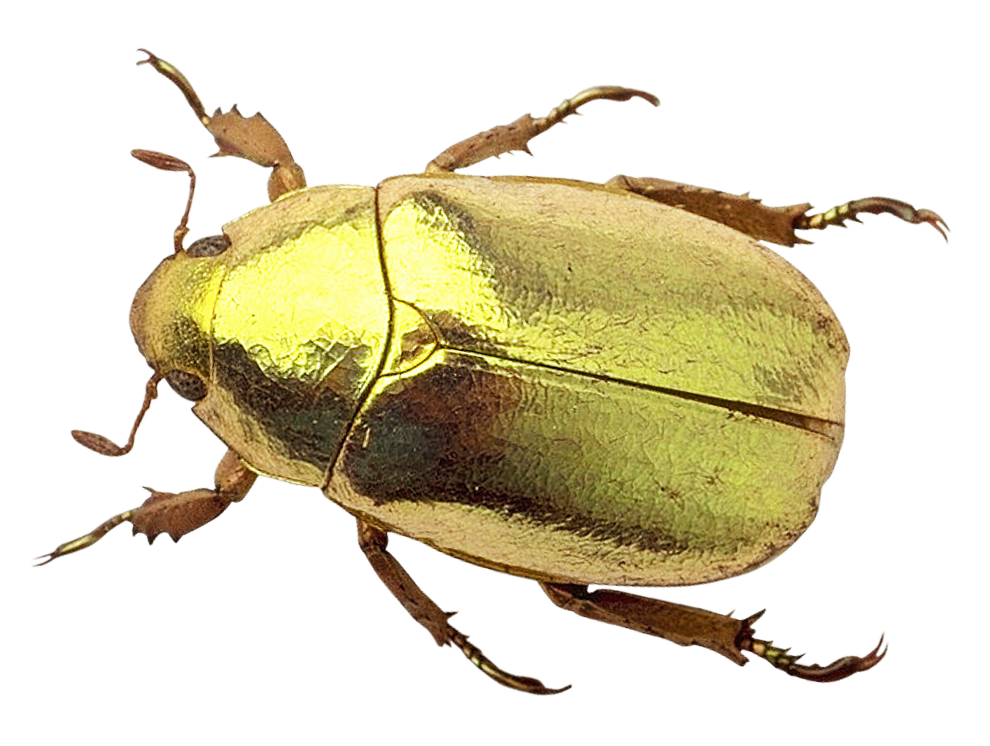 Charidotella sexpunctata beetle PNG