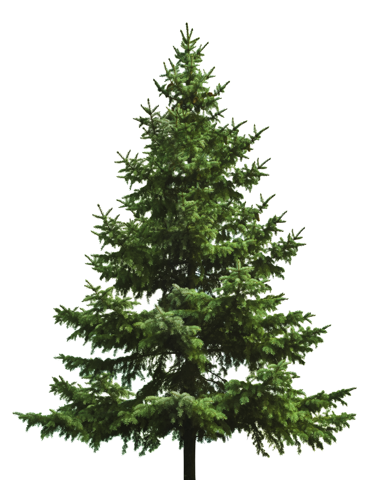 عيد الميلاد تنوير شجرة الصنوبر PNG