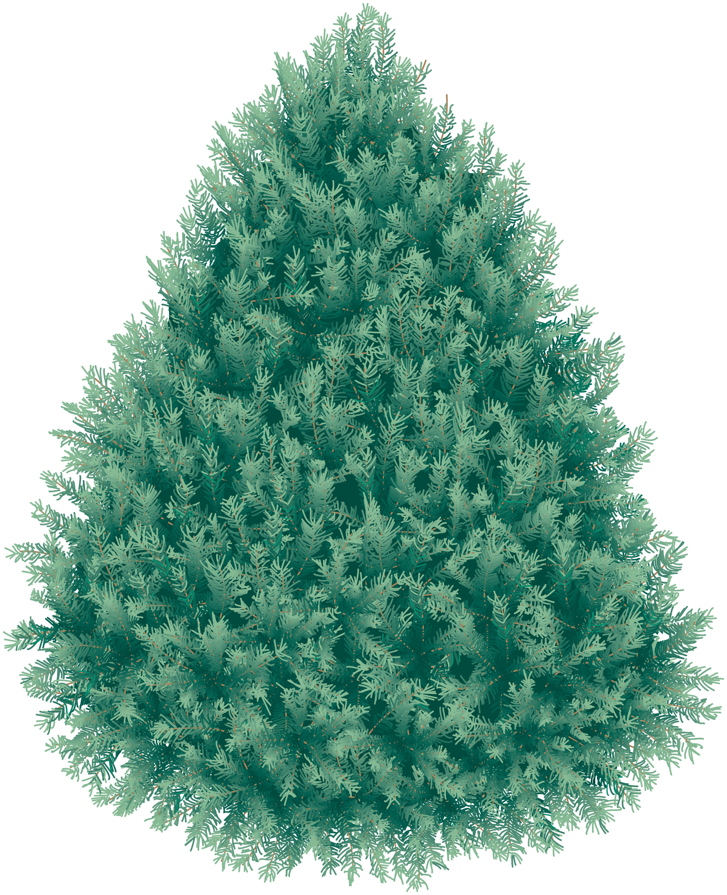 Pohon cemara natal nyata PNG