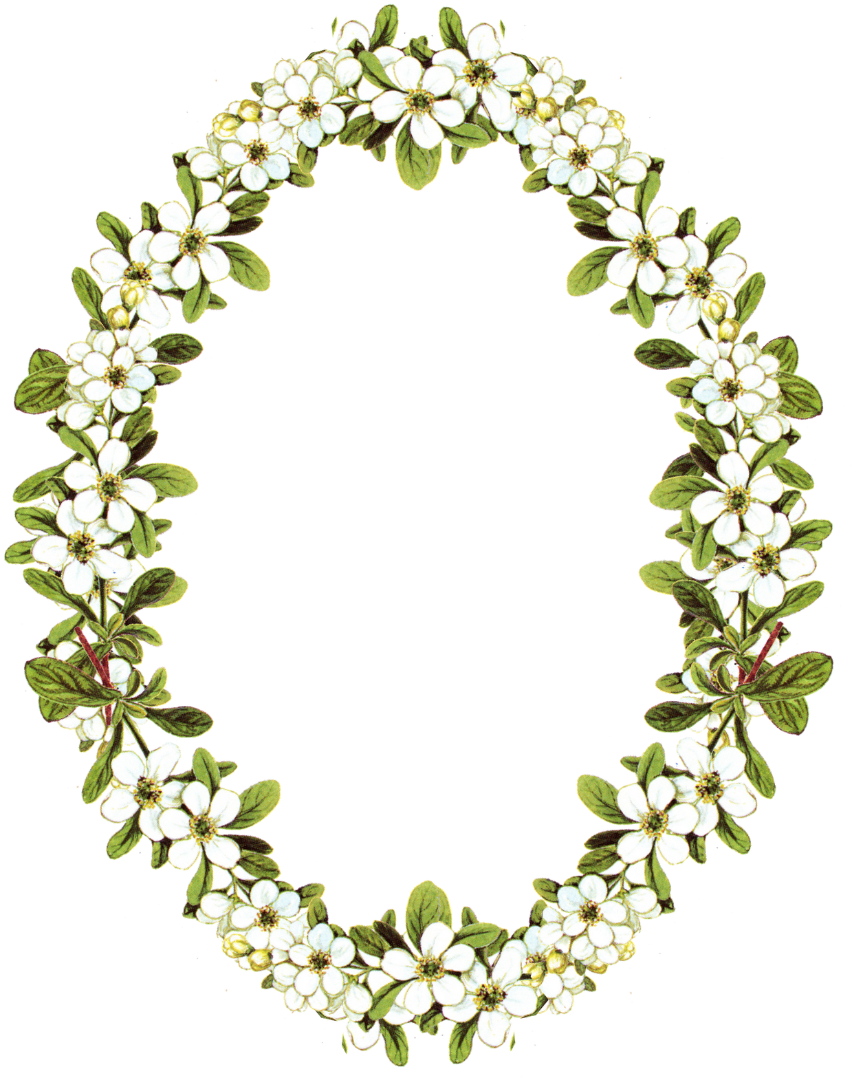 Circle Flower Frame Oval PNG