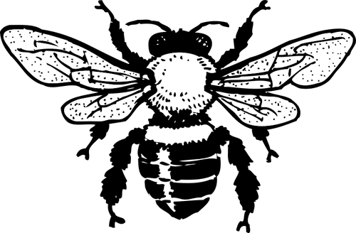 Clipart Clipart PNG vettoriale ape di miele