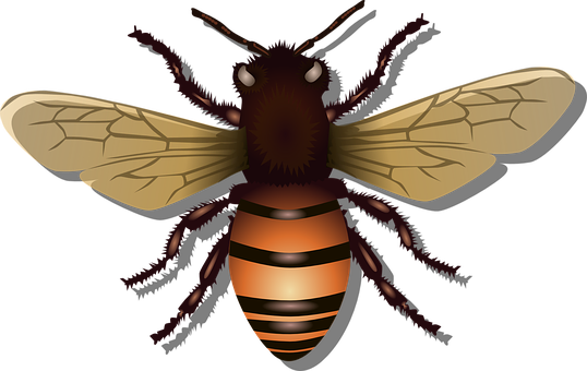 Clipart Honey Bee Vector PNG File