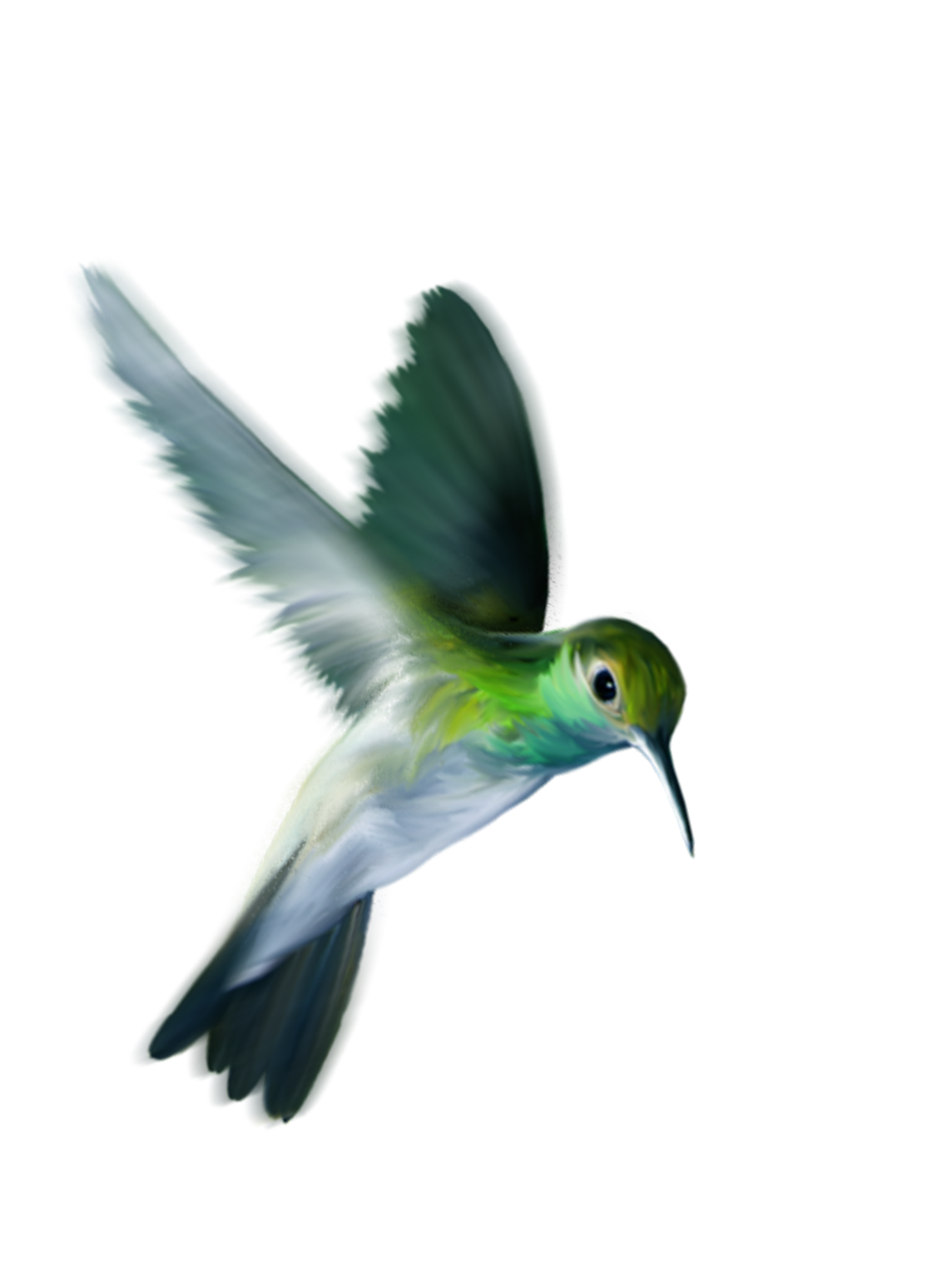 Красочные летающие колибри PNG фото