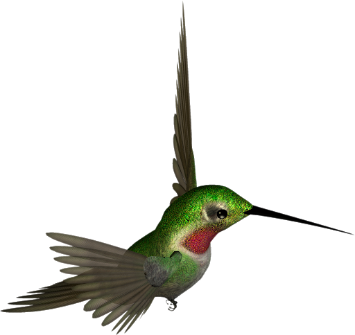 Colorful Flying Hummingbird PNG Transparent Image
