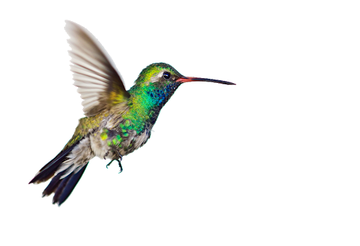 Красочный летающий колибри прозрачный PNG