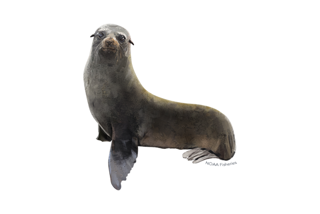 Common Grey Harbor Seal PNG Image