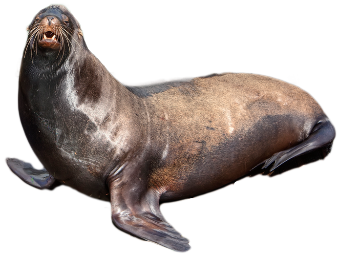 Common Grey Harbor Seal PNG Transparent Image