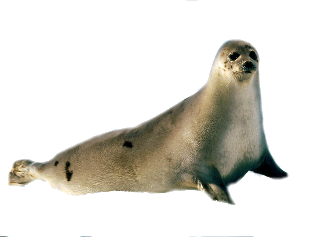 Common Grey Harbor Seal Transparent PNG