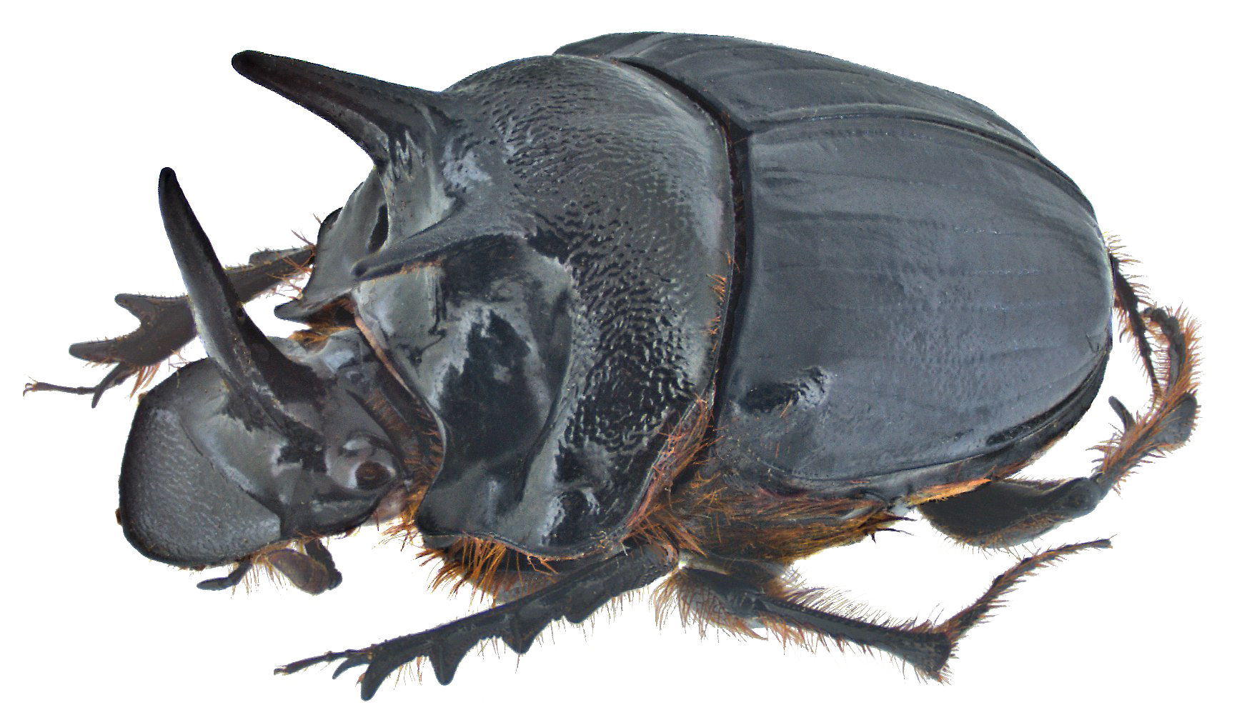 Dung Beetle PNG