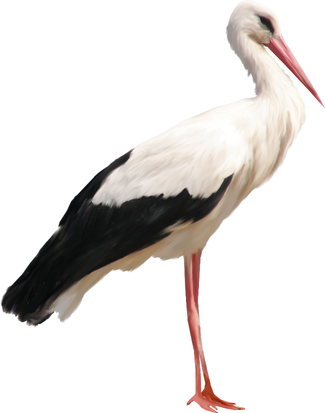 Egret Bird Background PNG