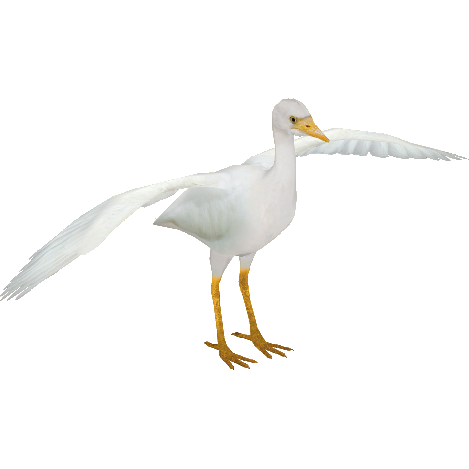 Egret Bird PNG Background Image