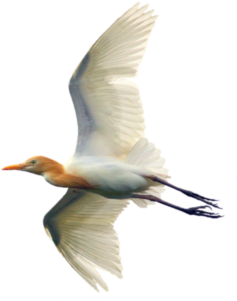 Egret Bird PNG Clipart