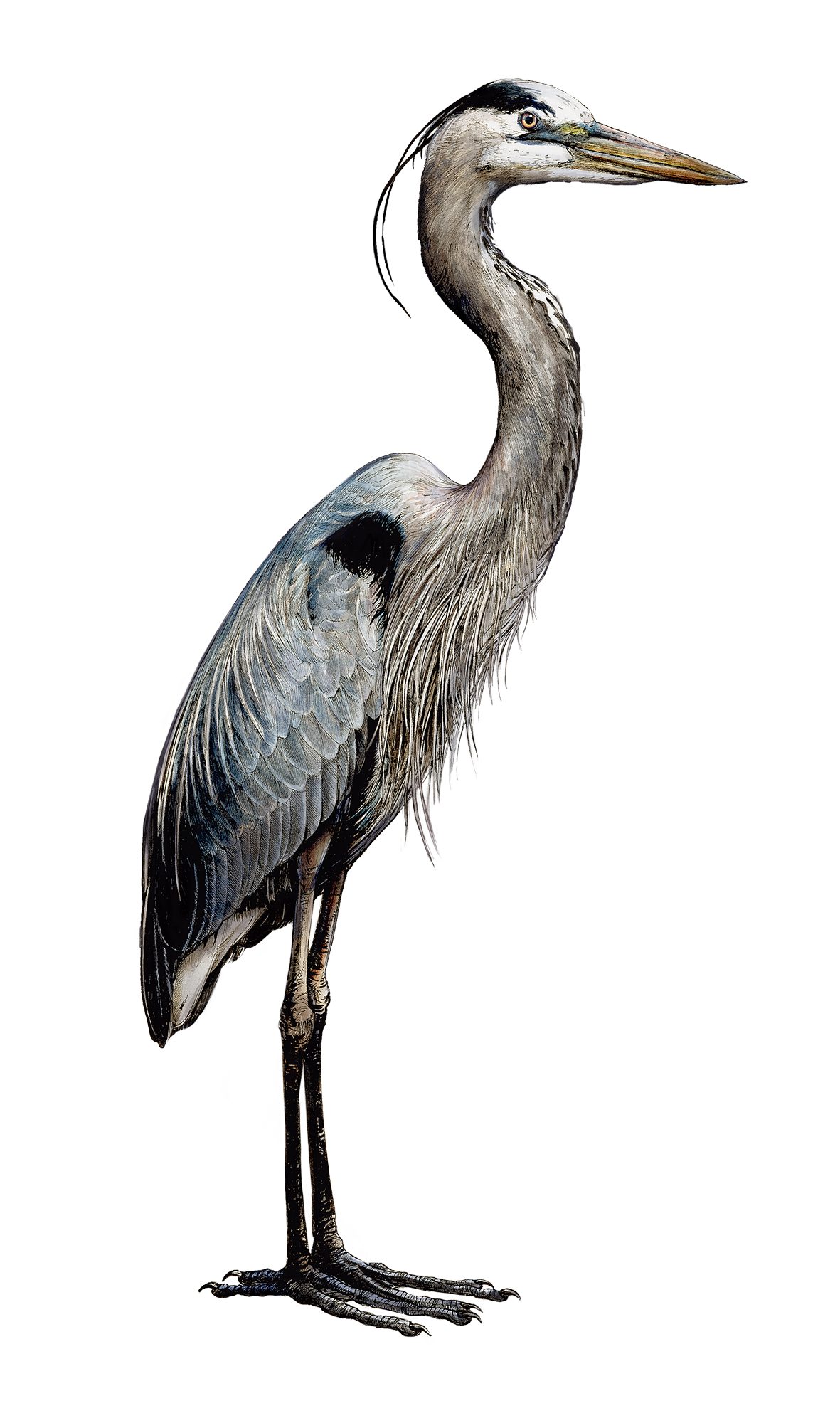 Egret Bird PNG Picture