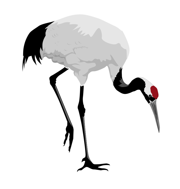 Egret Bird PNG Transparent Image