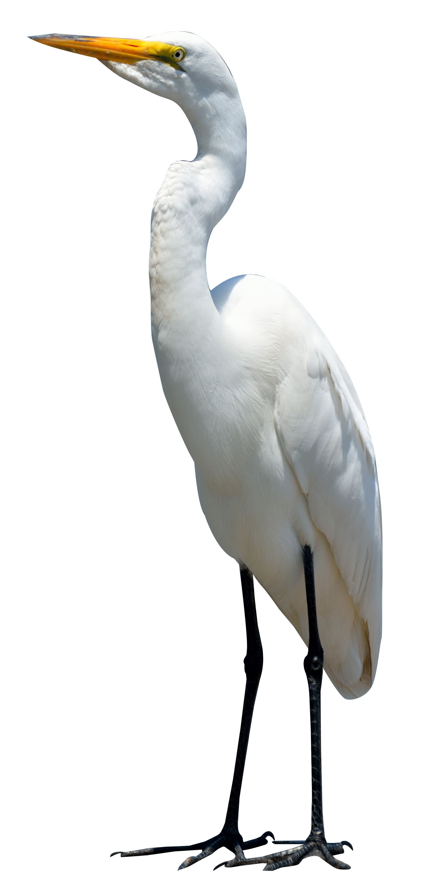 Egret Bird Transparent Images PNG