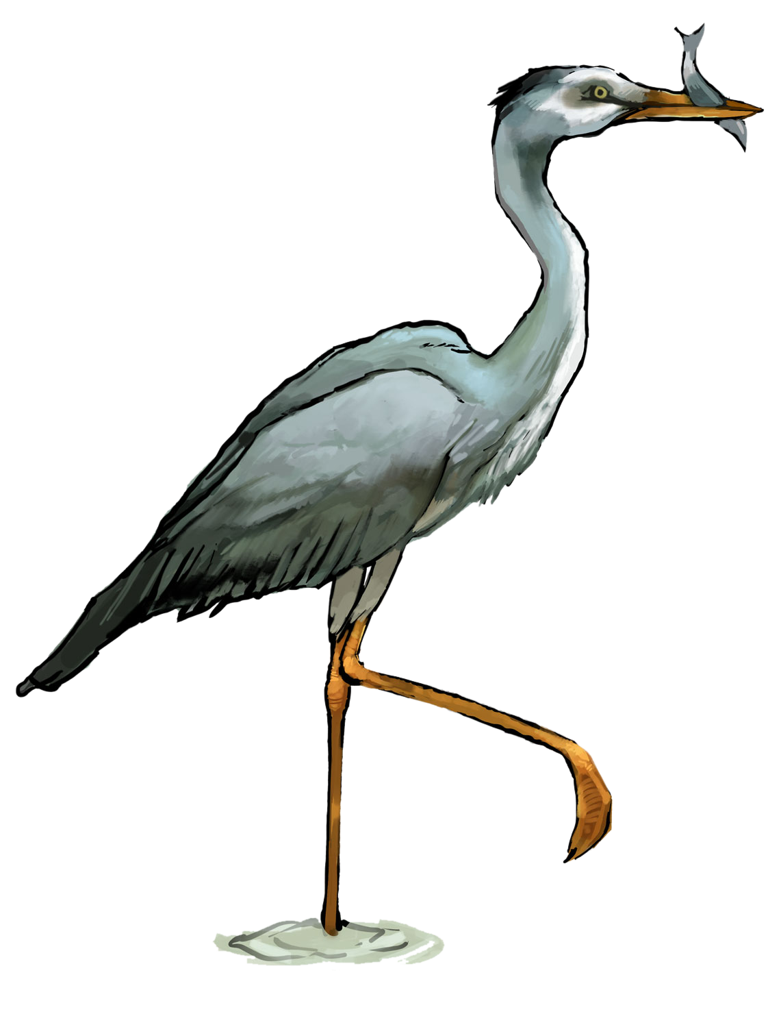 Egret Bird Transparent PNG
