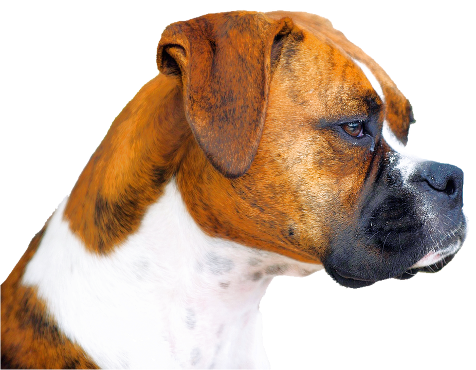 Face Boxer Dog PNG
