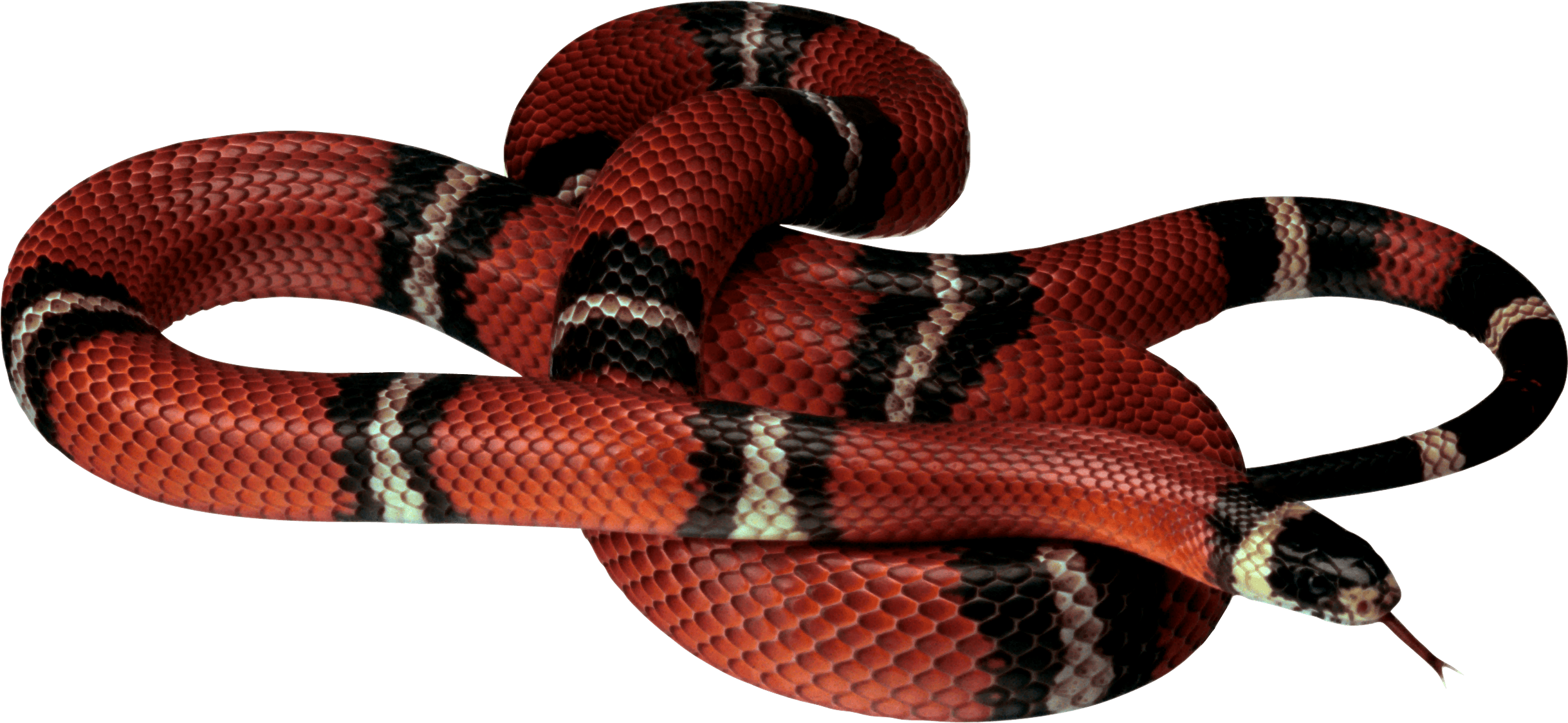 False Coral Snake PNG Image