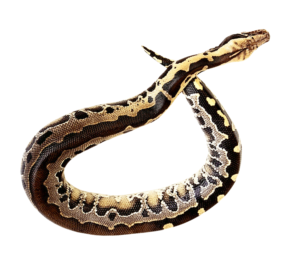False Coral Snake PNG Photo