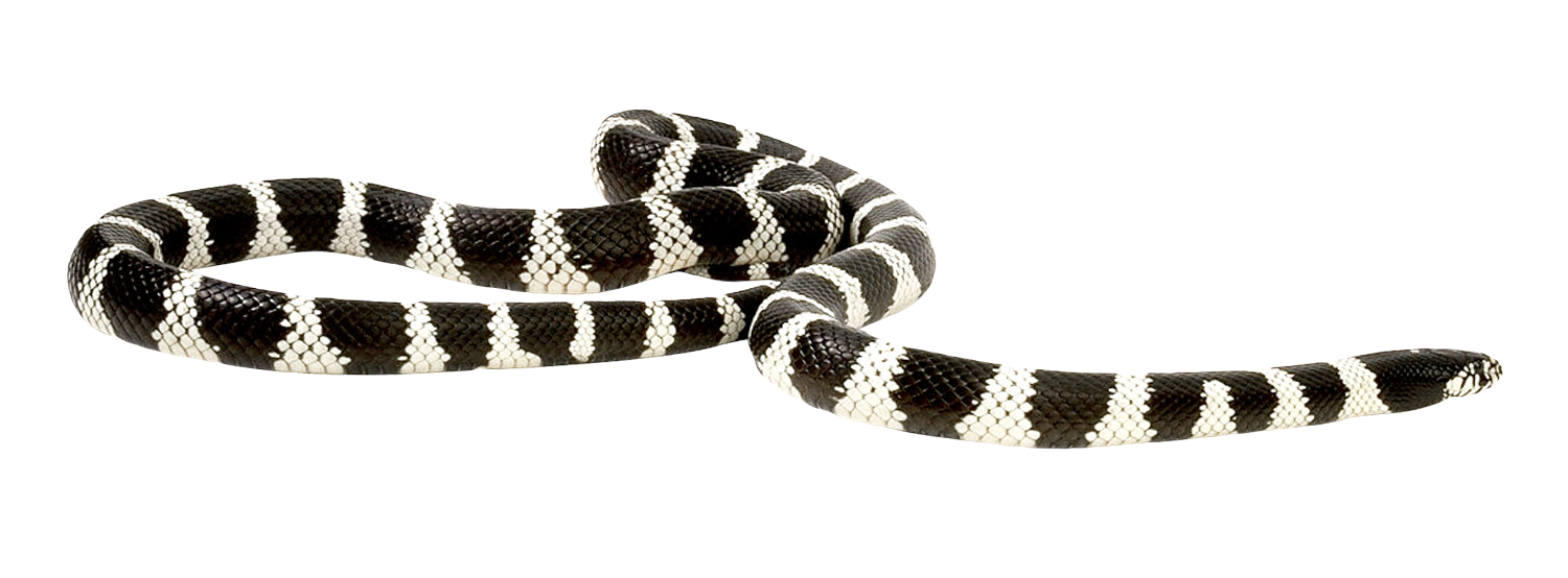 False Coral Snake PNG Picture