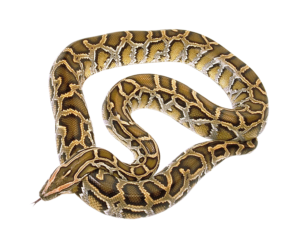 False Coral Snake PNG Transparent Picture