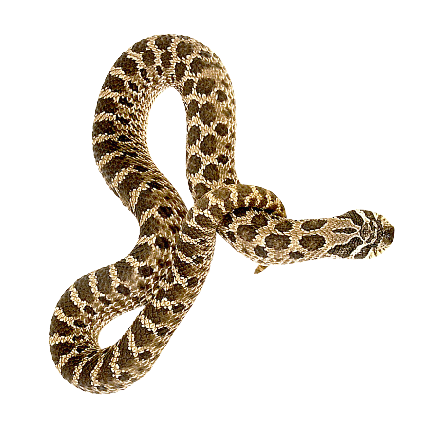 Snake Coral Palsu PNG Transparan