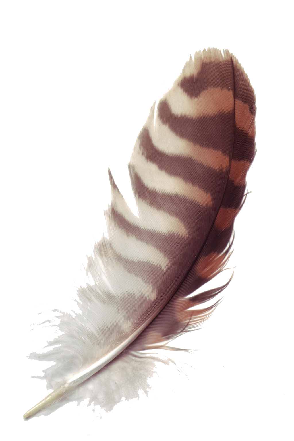 ภาพตัดปะขนนก PNG