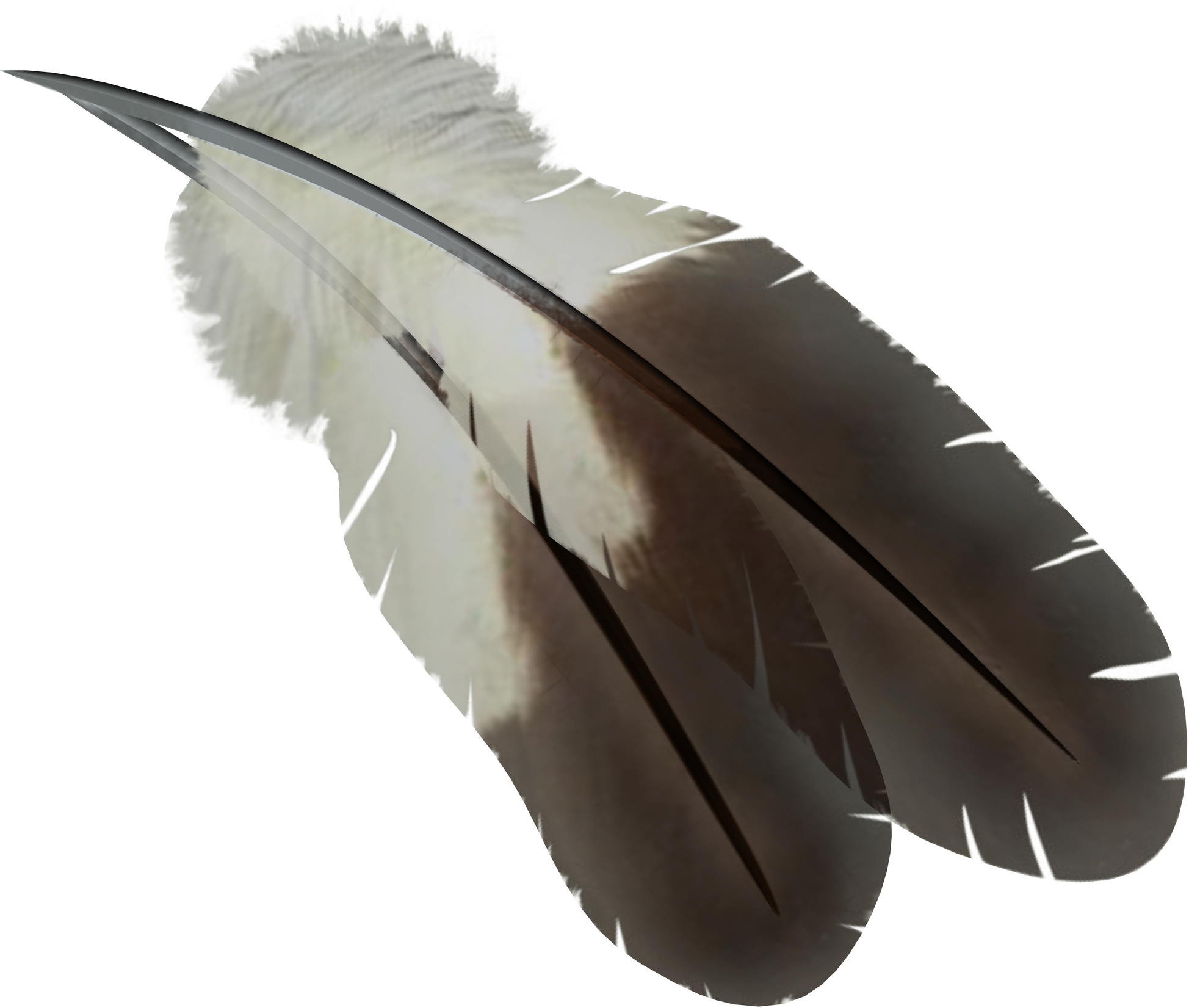 Feather PNG Libreng Download