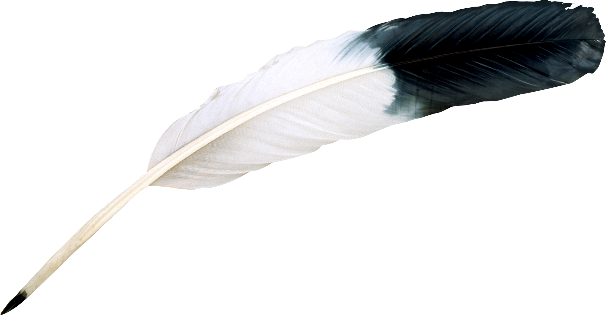 Feather PNG HD