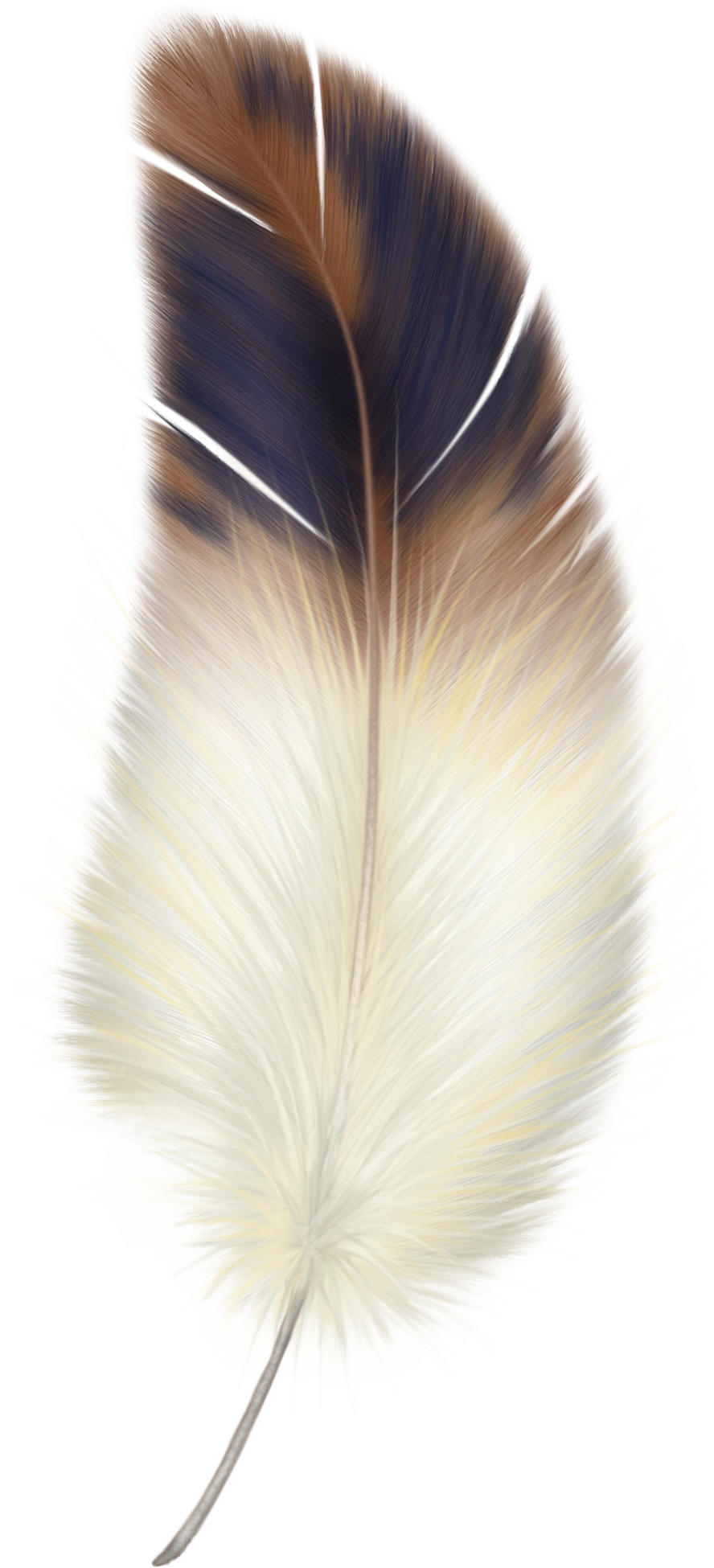 Feather PNG Photo