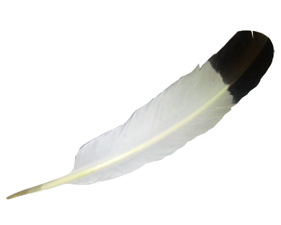 Feather PNG Photos