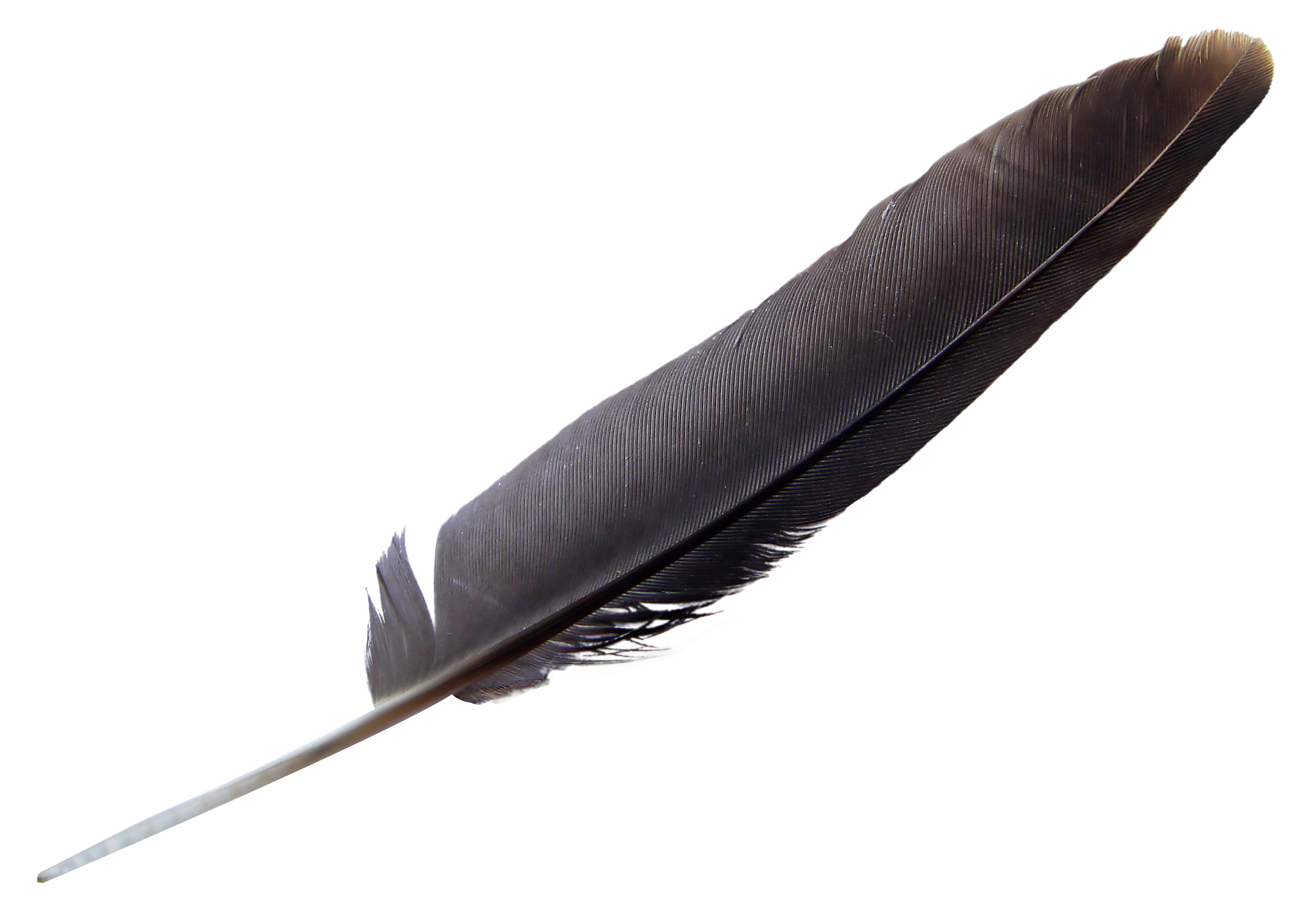 Feather PNG Transparent Picture
