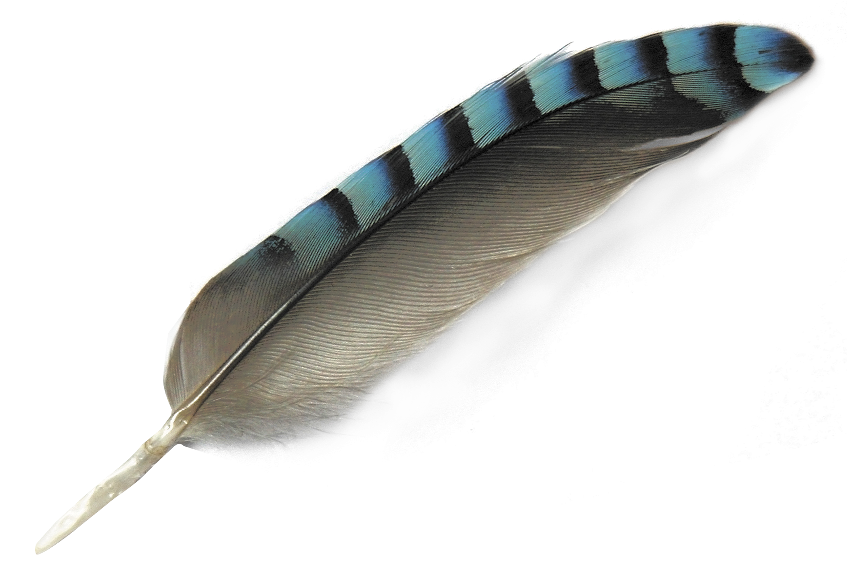 Feather PNG Transparent