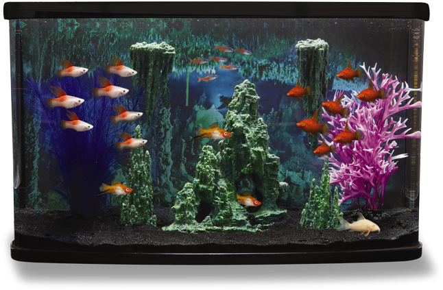Fish Tank Cave Theme Transparent PNG