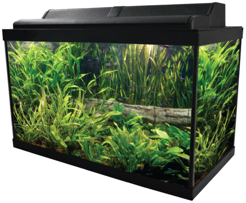 Fischtank grüner Aquarium transparent PNG