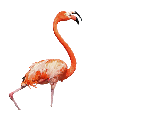 Flamingo Bird Vector Tropical Transparent PNG