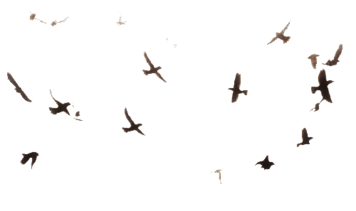 Flock of Vogels PNG afbeelding